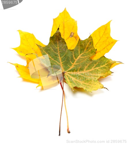 Image of Two autumn maple-leaf