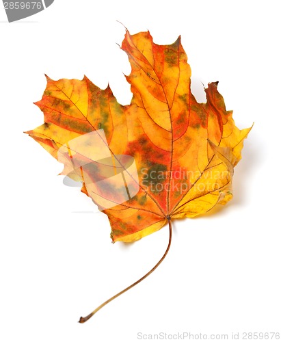 Image of Yellowed autumn maple-leaf