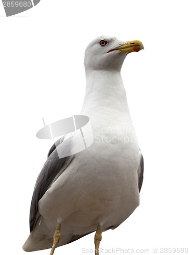 Image of Seagull isolated on white background