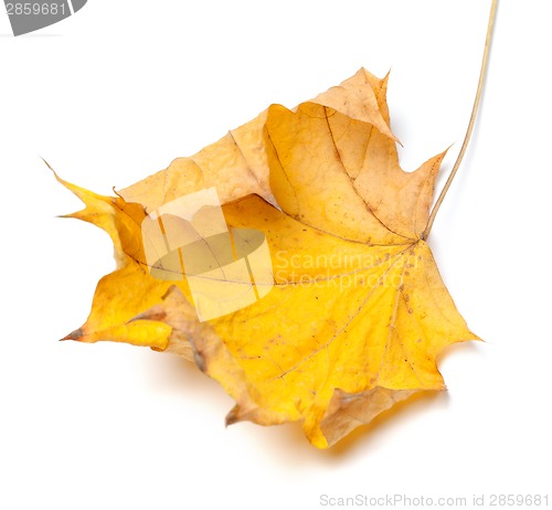 Image of Autumn yellow maple leaf 