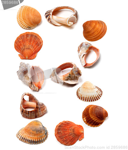 Image of Letter B composed of seashells