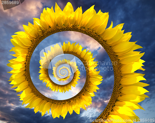 Image of Sunflower spiral