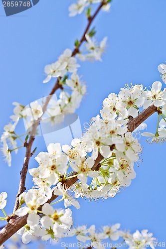 Image of cherry blossom with white flowers