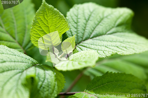 Image of green leaf background
