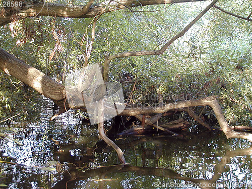 Image of A branch in the lake