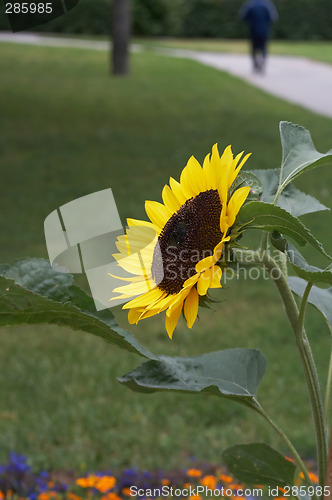 Image of Sunflower