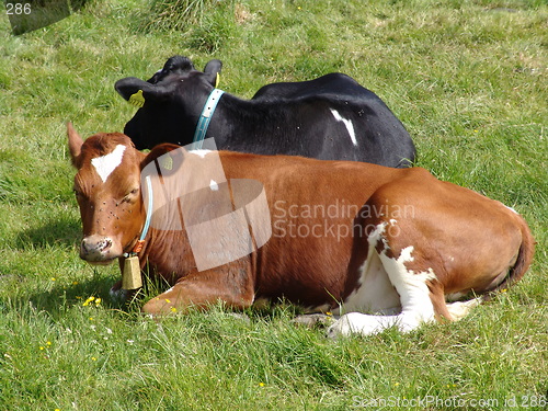 Image of Two Cows