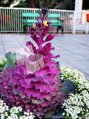 Image of An urban flower