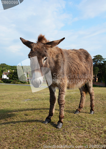 Image of New Forest donkey in Lyndhurst, Hampshire