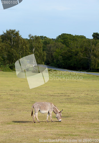 Image of Donkey grazing in the New Forest