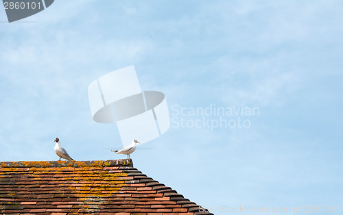 Image of Two gulls on top of a terracotta tiled roof