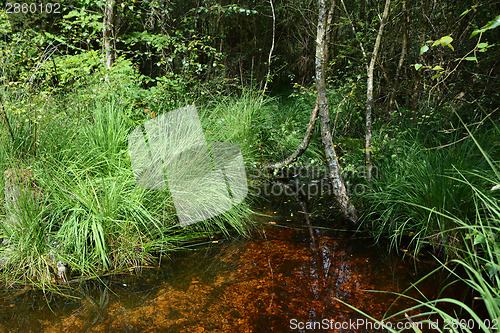 Image of Small pond surrounded by long grasses