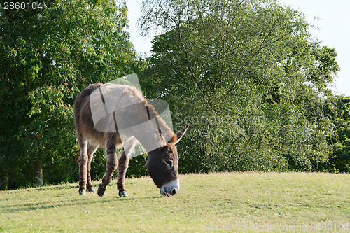 Image of Donkey cropping grass in the sunshine