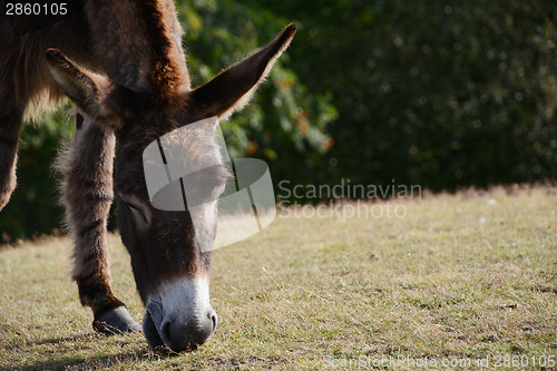 Image of Donkey grazing in the New Forest