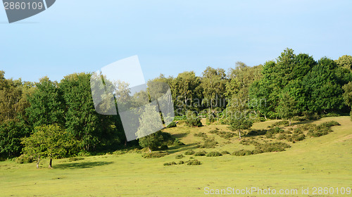 Image of Landscape of the New Forest