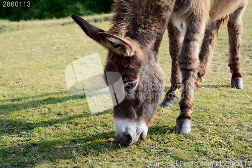 Image of Friendly donkey grazing in the New Forest