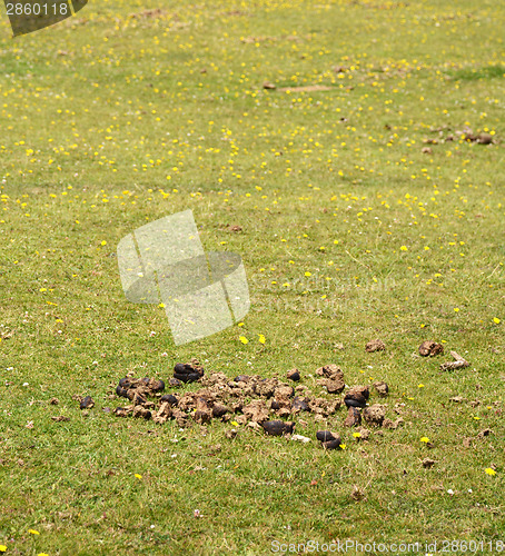 Image of Horse manure in a green field 