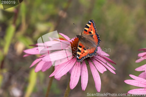 Image of beautiful butterfly