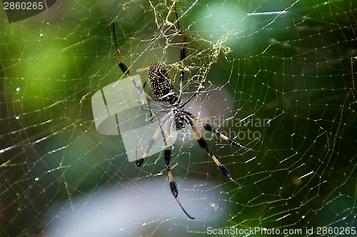 Image of Golden Silk Spider and web
