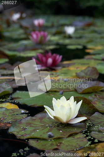 Image of Water lily