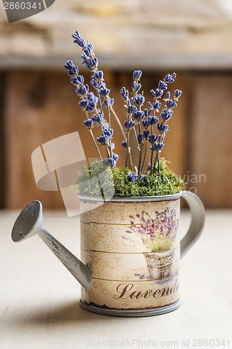 Image of Lavender