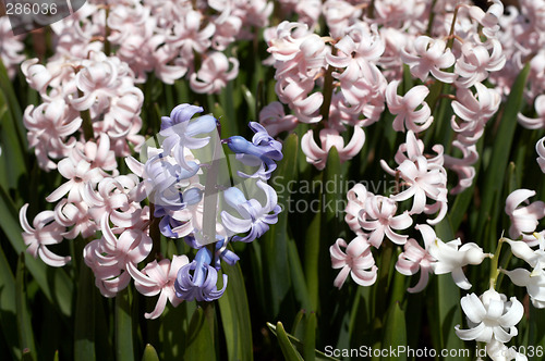 Image of hyacinthus