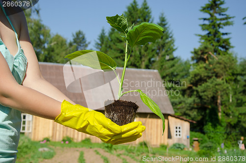 Image of green leaves eggplant seedling on woman hands