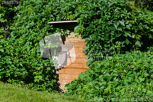 Image of wooden cellar door with overgrown creepers village 