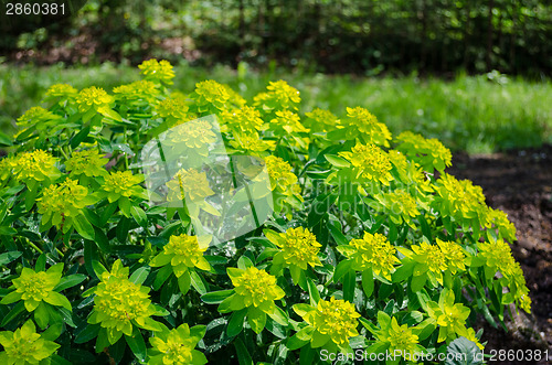 Image of green ornamental foliage garden shrub 