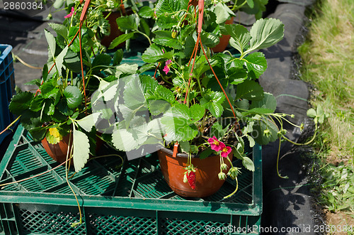 Image of strawberry seedling plants with bloom in pots sold 