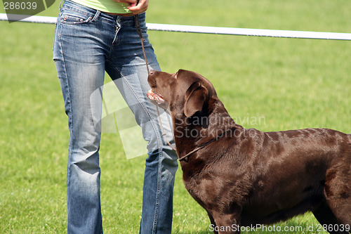 Image of dog and his master