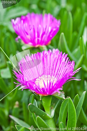 Image of two pink mesembryanthemum daisy flowers 