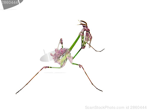 Image of Mantis insect with courtship coloration