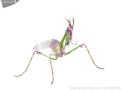 Image of Predatory mantis insect with mimicry coloration