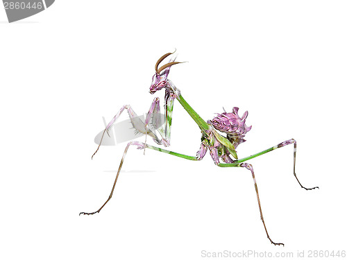 Image of Mantis insect predator in hunting pose 