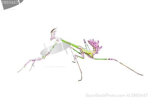 Image of Mantis raptor with long spiked forelegs in attack pose