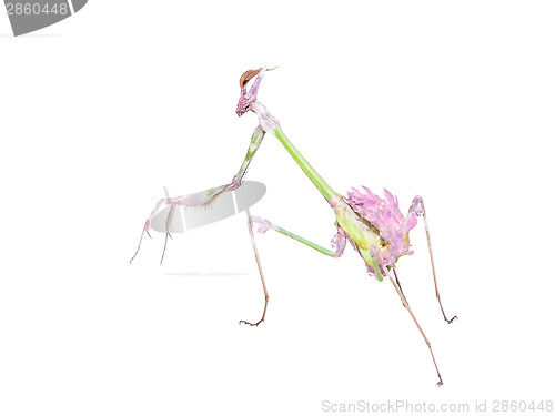 Image of Raptorial insect mantis with spiked foreleg