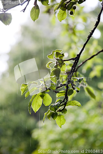 Image of rain in the garden