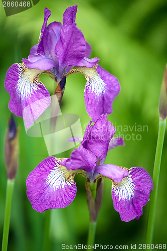 Image of two iris flowers