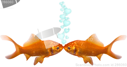 Image of Goldfish In Love