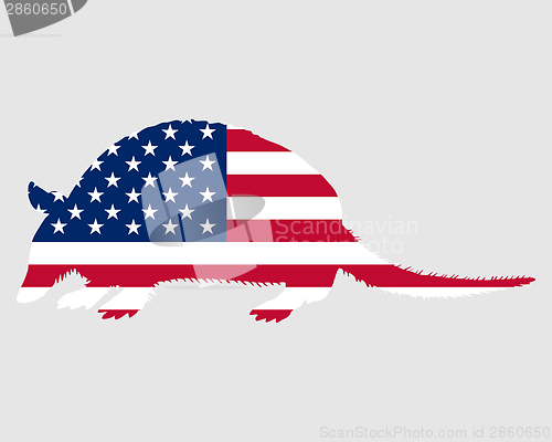 Image of Armadillo United States of America