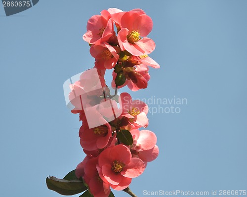 Image of Red blooms