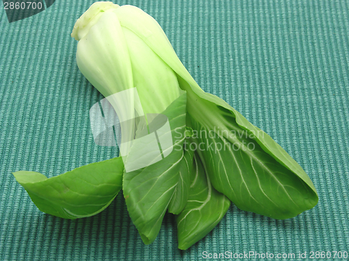 Image of Pak choi on a dark green background