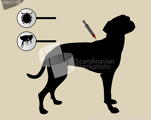 Image of Dog gets an inoculation against fleas and ticks on white