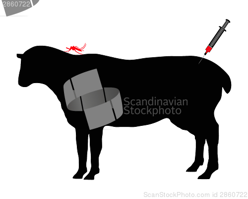 Image of Sheep gets immunization against diseases caused by midge bites