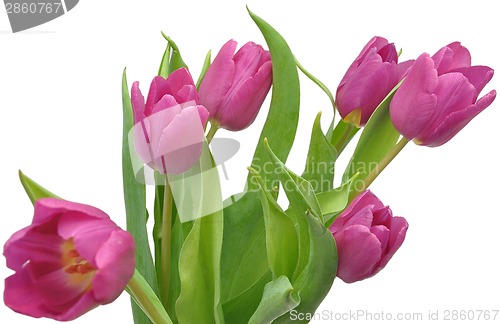 Image of Pink tulips