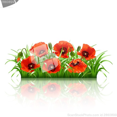 Image of Red poppies in grass., vector