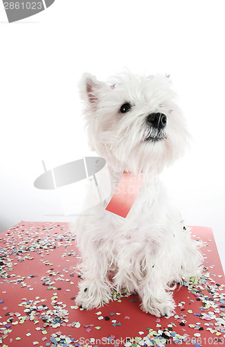 Image of Dog party