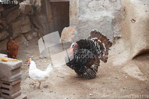 Image of Cocks and Turkey cock