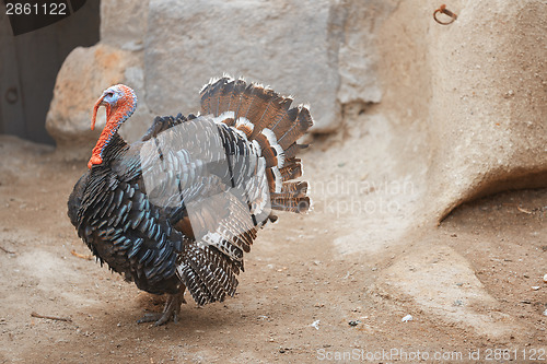 Image of Turkey cock